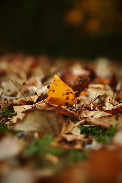 2024美洲杯冠军预测:梅西率领阿根廷战胜巴西蝉联冠军.