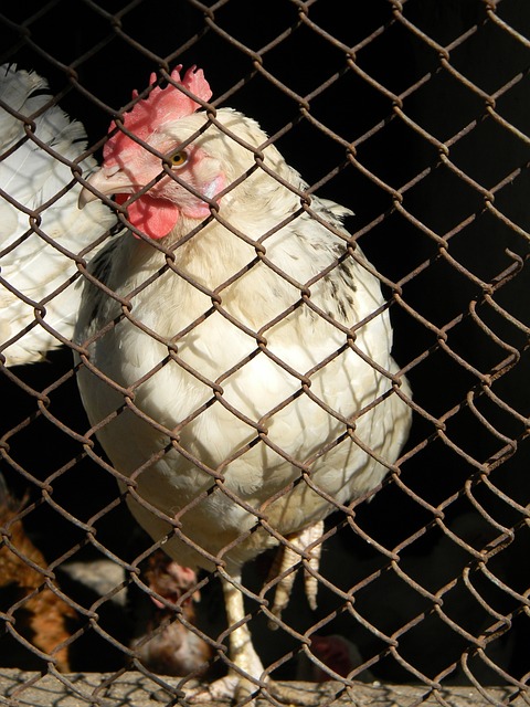 差异与适应 差异与适应