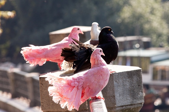周的恢复时 周的恢复时